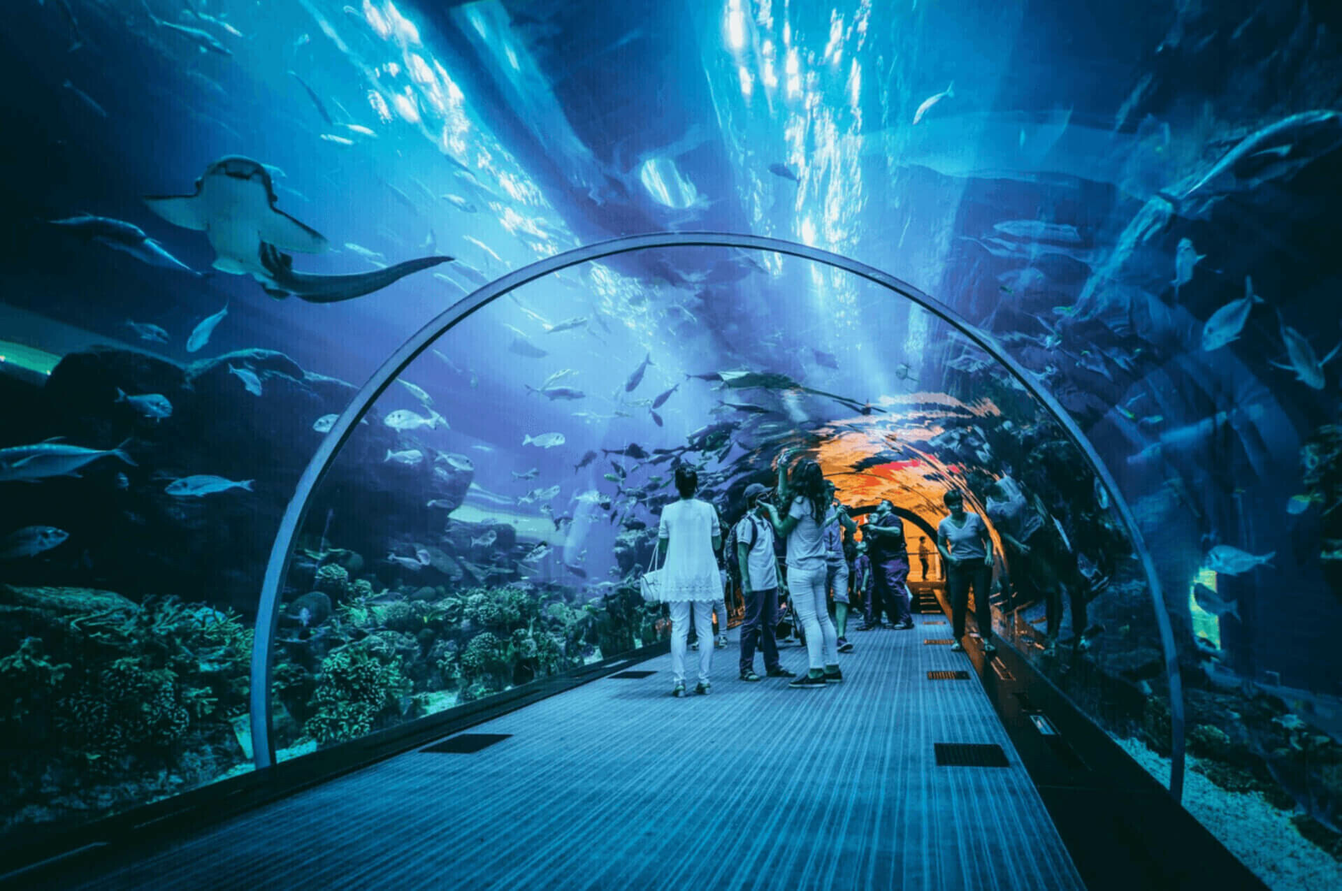 Dubai Global Village The Dubai Fountain Aquarium Underwater Zoo SG